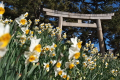 神社に咲く日本水仙（ニホンズイセン）