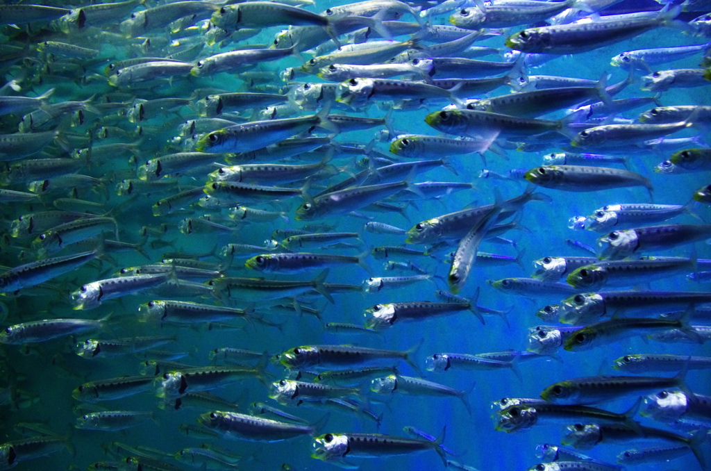 須磨海浜水族園