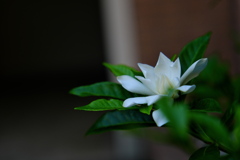八重咲き梔子（クチナシ）