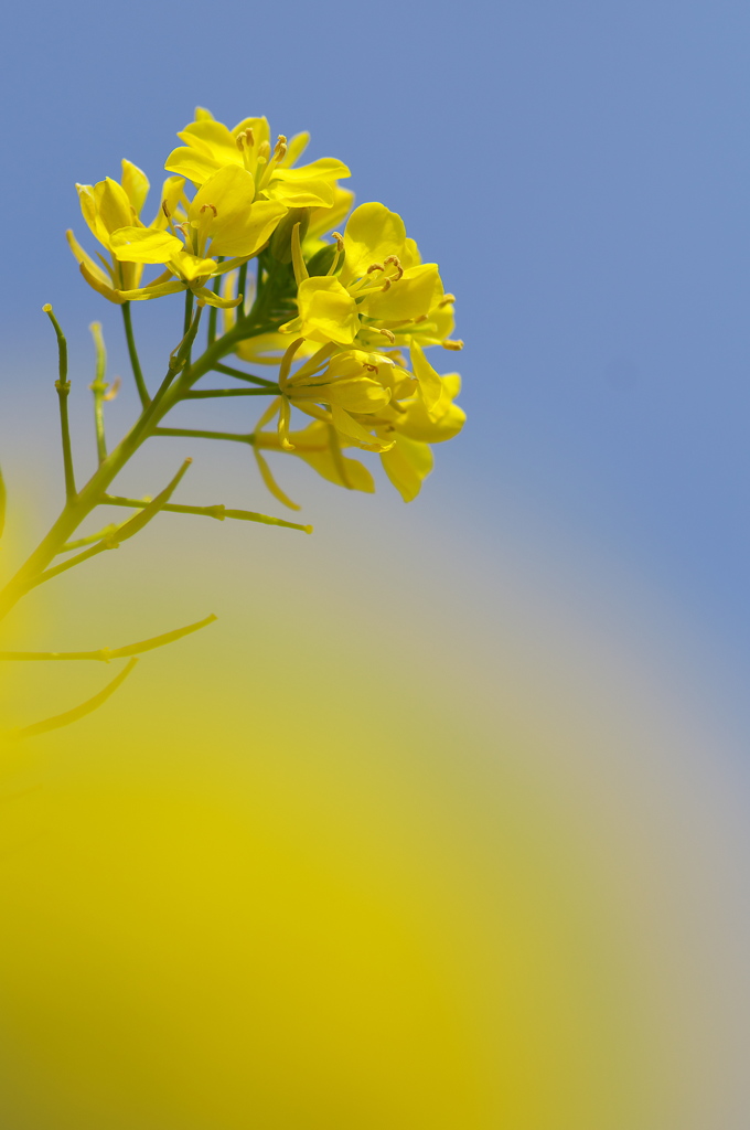 西洋芥子菜（セイヨウカラシナ）