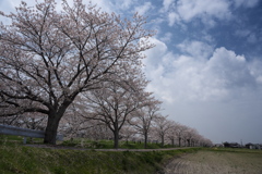 曇川桜堤の桜並木２