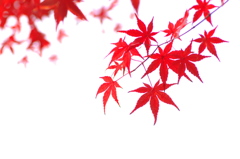 まだ紅葉（モミジ）が１（金ケ崎公園）