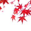 まだ紅葉（モミジ）が１（金ケ崎公園）