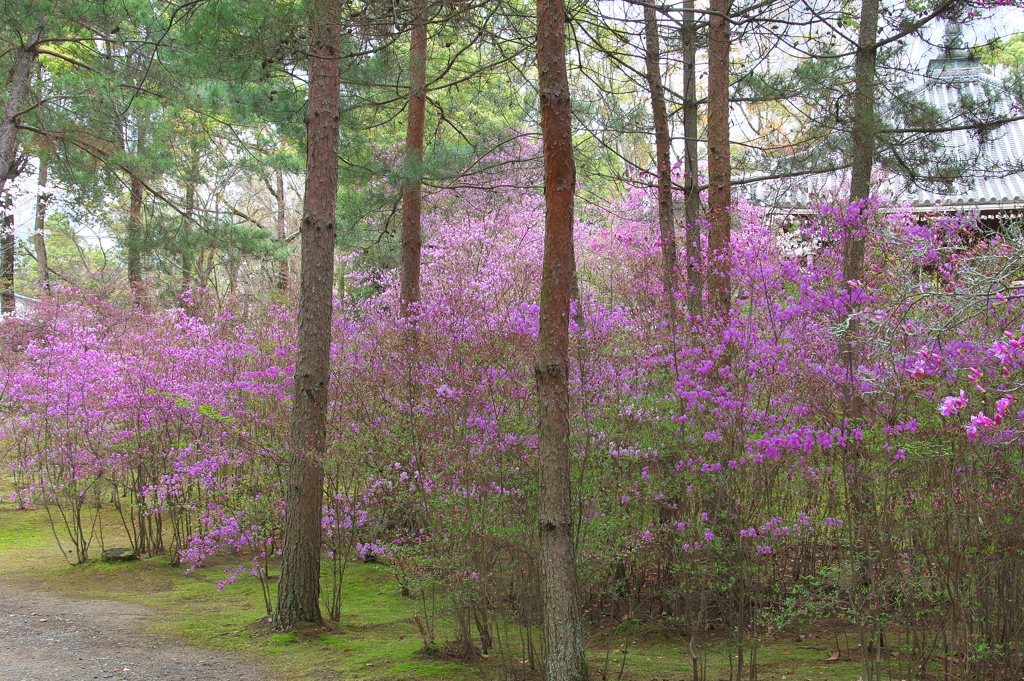 京都御室仁和寺の三葉躑躅（ミツバツツジ）