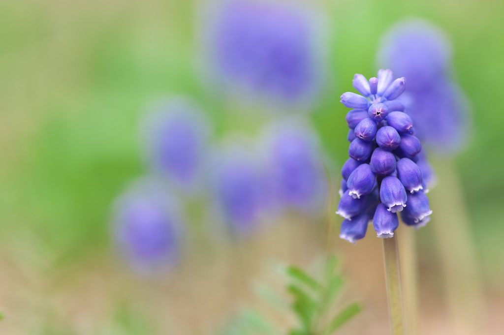 春を運ぶ野草花（ルリムスカリ）