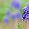 春を運ぶ野草花（ルリムスカリ）