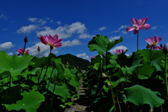 夢前蓮の花苑１