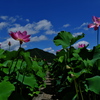 夢前蓮の花苑１