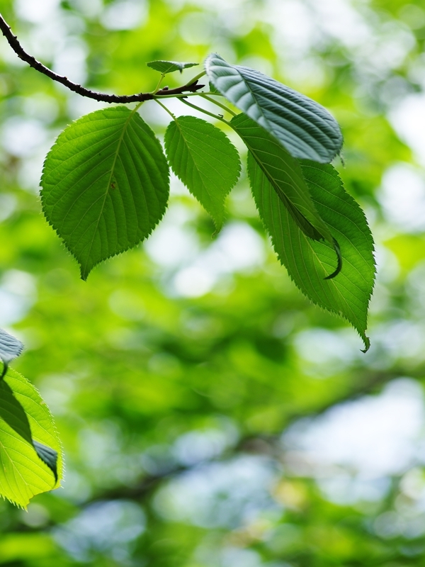 盛夏の緑３（桜）