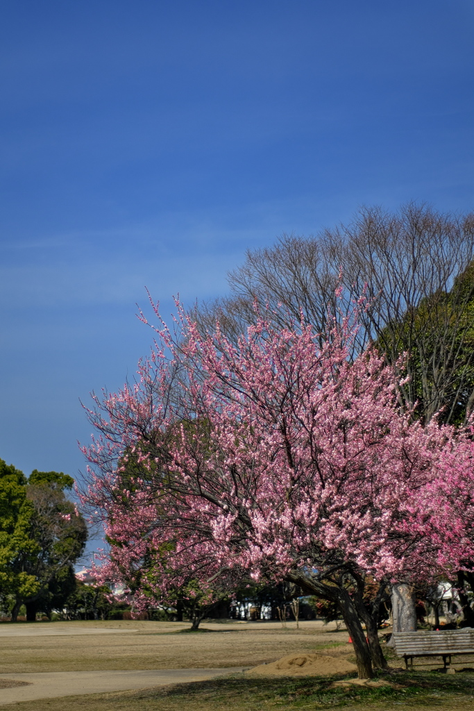 大中遺跡公園の紅梅１