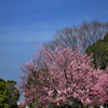 大中遺跡公園の紅梅１