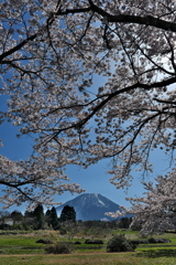 藍野公園のサクラと大山１