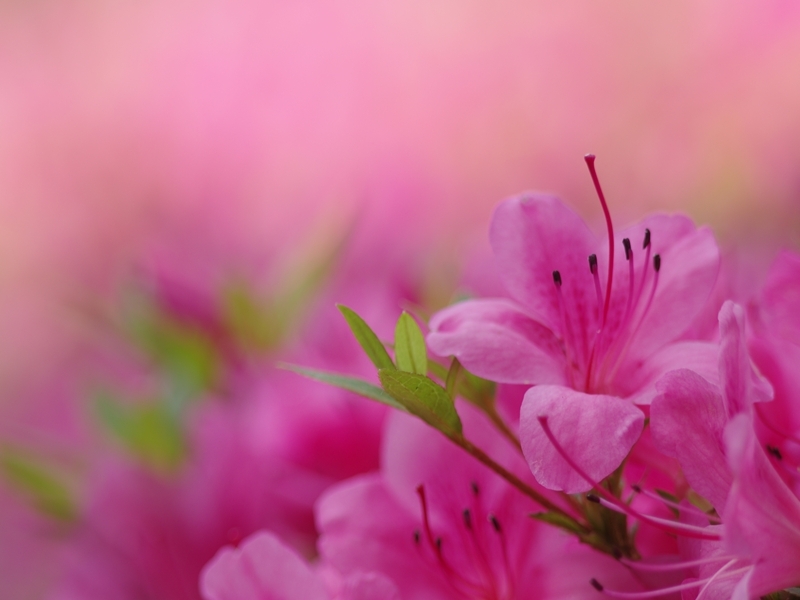 春から夏へ（花の移ろい２）