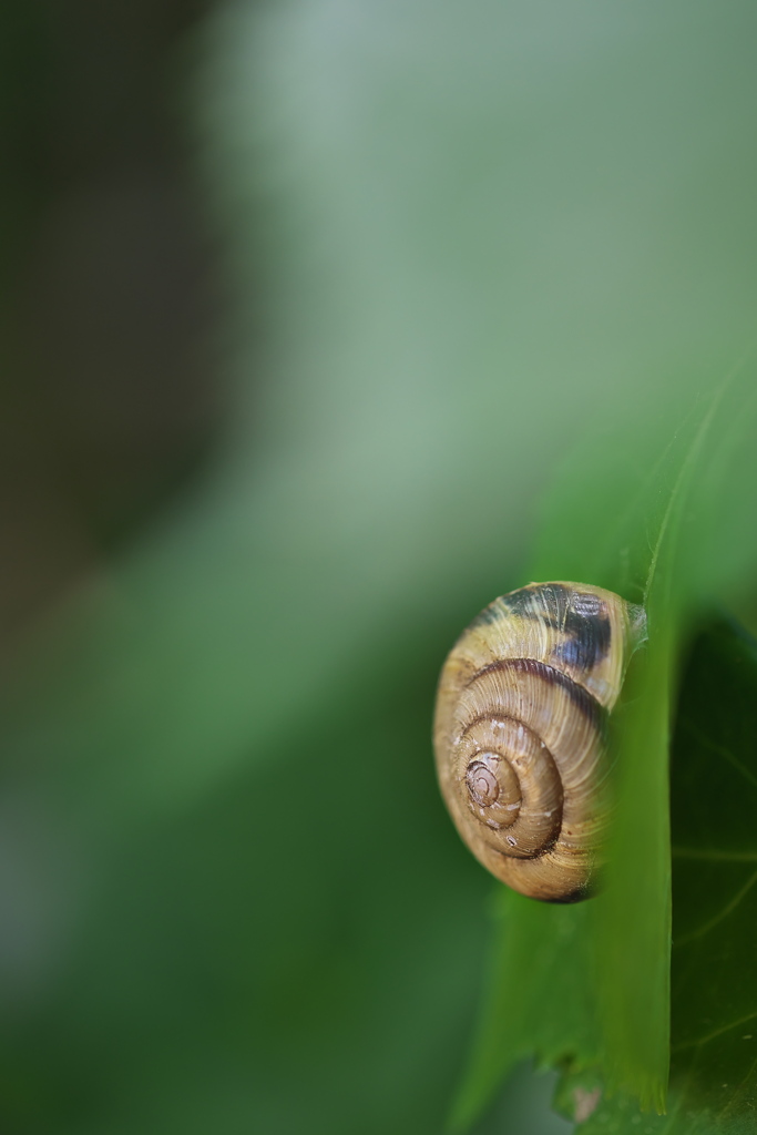 神社で見つけたでんでん虫４