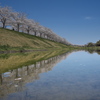 おの桜づつみ回廊２（逆さ桜）