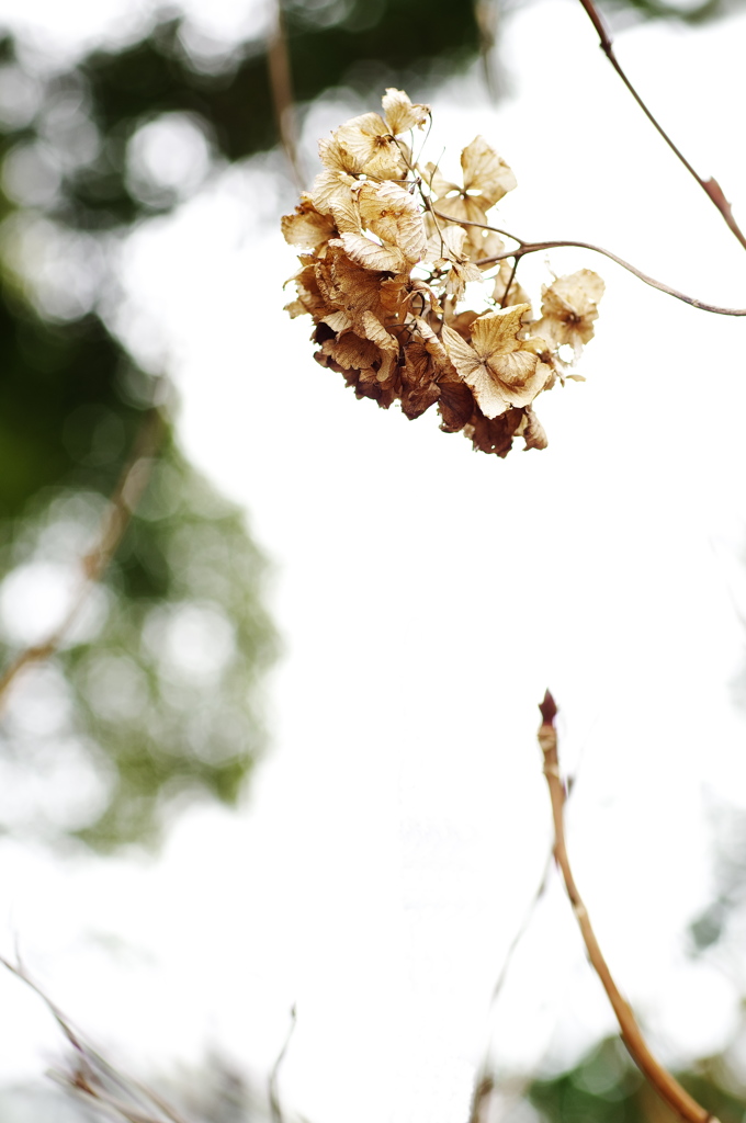 晩冬の紫陽花（アジサイ）