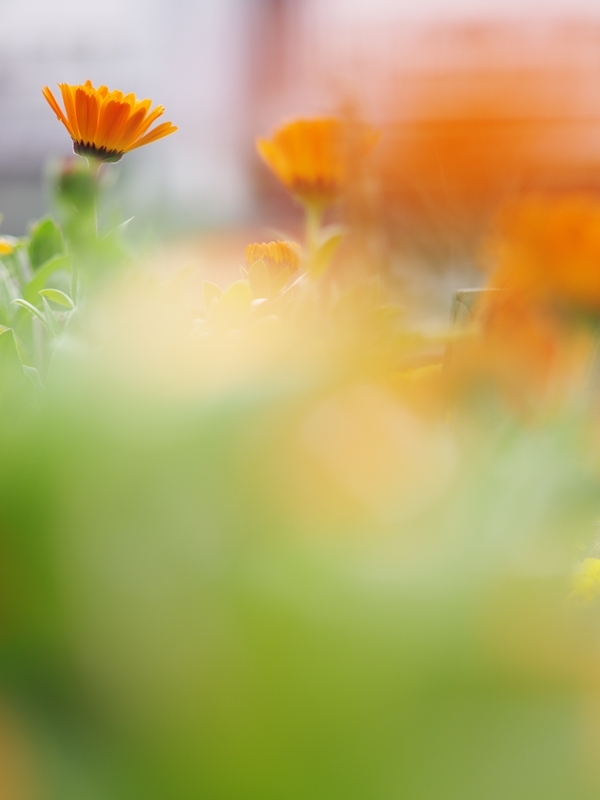 ボケの世界（マクロ）１