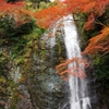 箕面公園の紅葉３（箕面大滝）