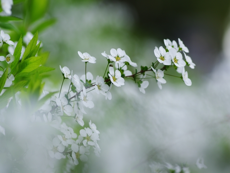 春来る７（雪柳）