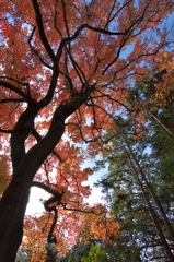 師走の紅葉４（京都府立植物園）