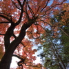 師走の紅葉４（京都府立植物園）