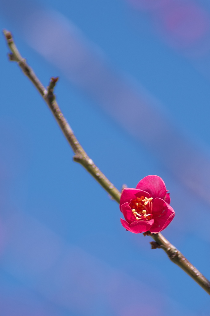 公園の梅が咲いた１