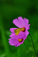 秋桜（コスモス）と蜆蝶（シジミチョウ）