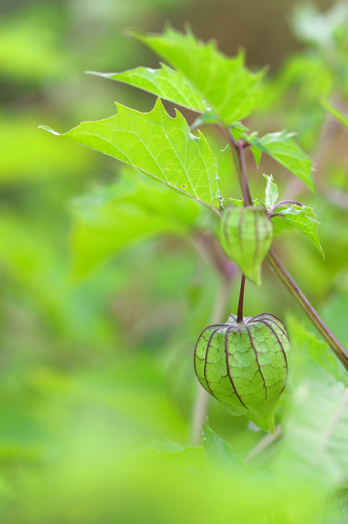 畦に咲く野草（ヒロバフウリンホオズキ）