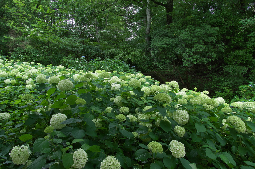 神戸市立森林植物園にて２（あじさい園）