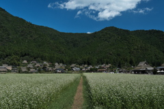 蕎麦畑と茅葺屋根２