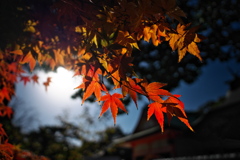 住吉神社の赤モミジ２