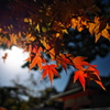 住吉神社の赤モミジ２
