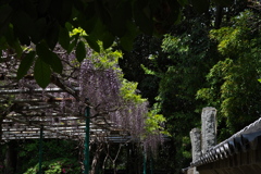 神社のフジが見頃１