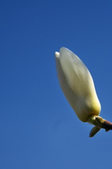 初春に咲く白木蓮（ハクモクレン）１