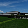 酒米（さかまい）の田圃