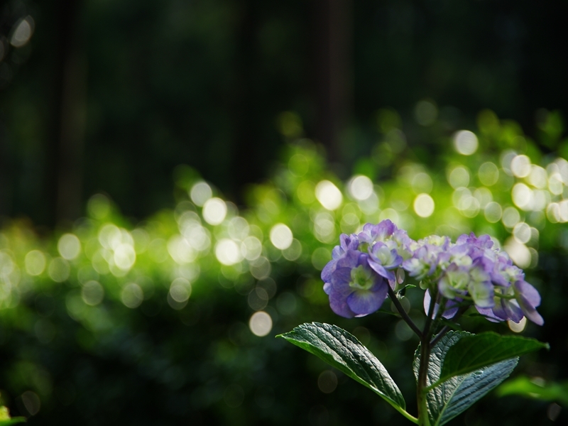 三室戸寺１（紫陽花１）