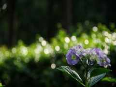三室戸寺１（紫陽花１）