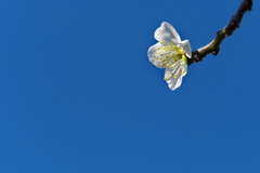 公園の白梅（ハクバイ）が咲いた