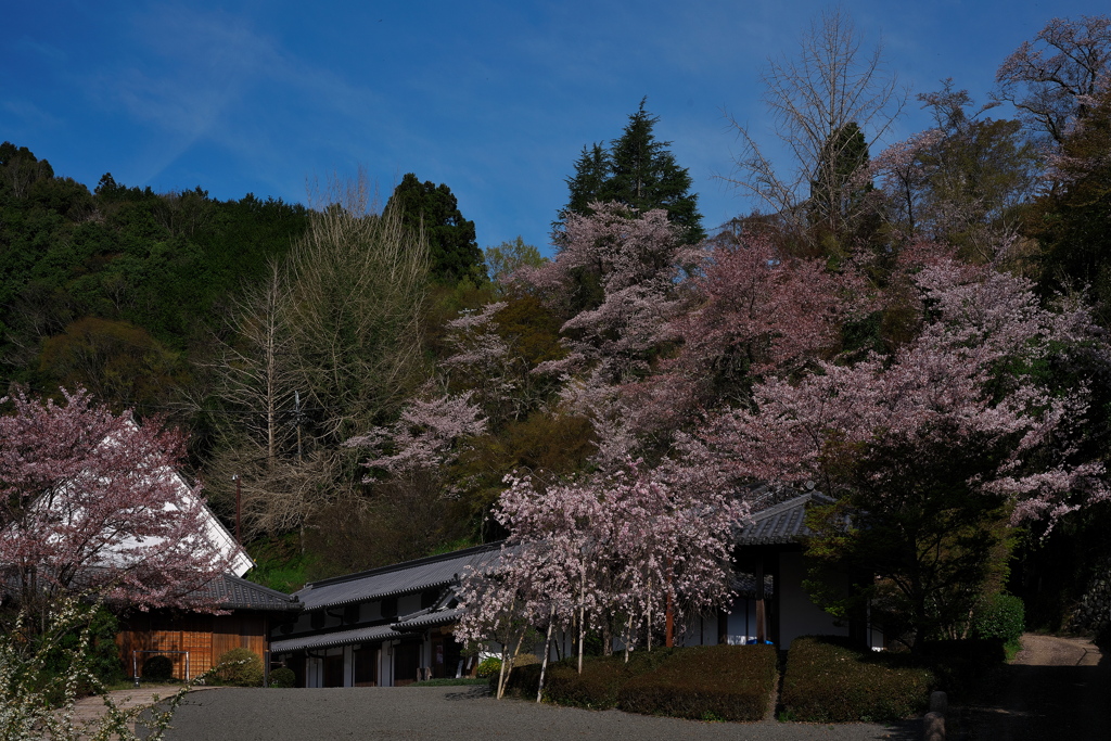 賀名生（あのう）の里の枝垂れ桜１