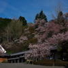 賀名生（あのう）の里の枝垂れ桜１