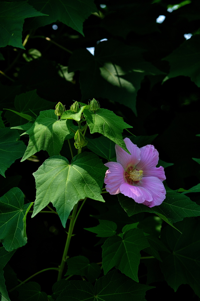 市民会館の芙蓉（フヨウ）が咲いた２