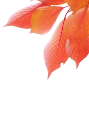 秋の彩り６（桜の紅葉）