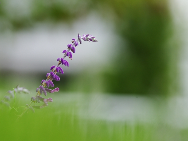 （まだ）夏の花々３３