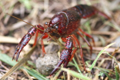 農道で出会ったザリガニくん