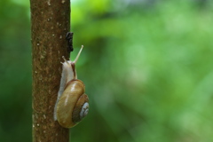 雨上がりの蝸牛（カタツムリ）１