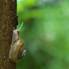雨上がりの蝸牛（カタツムリ）１