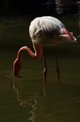 王子動物園のフラミンゴ（白）