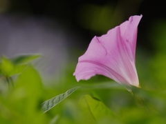 春から夏へ（花の移ろい１）