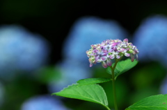 神戸は森林植物園の紫陽花３