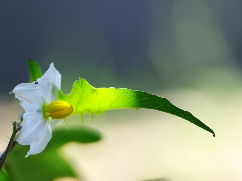 （まだまだ）夏の花々３７（悪茄子）